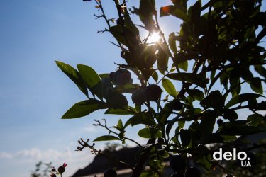 Фото 28 — Благодатная ферма: драйвит быть инноватором в выращивании органических ягод