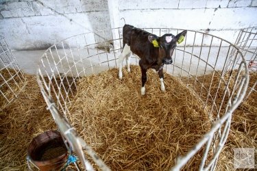 Фото 3 — HarvEast решил продавать не только молоко и зерно, но и коров