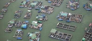 Фото 2 — Рынок бьет хвостом: Почему Украина зависима от импорта рыбы
