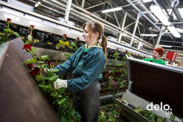 Фото 8 — Какие цветы выгодно выращивать — особенности бизнеса от украинского производителя