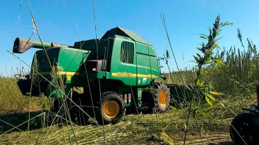 Фото 4 — Чому українське конопляне взуття Jo Hemp зацікавило покупців в Італії, Іспанії та США