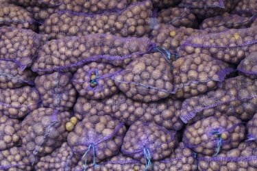 Фото 3 — Понад 200 тисяч домогосподарств в Україні отримають насіння овочів для посівної