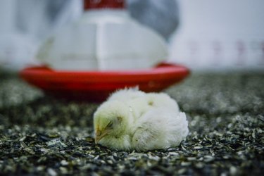 Фото 9 — Как производят курятину на крупнейшем птицекомплексе "Мироновского хлебопродукта" (ФОТО)