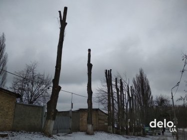 Фото 2 — Самая зеленая столица Европы. Сколько деревьев кронируют в Киеве