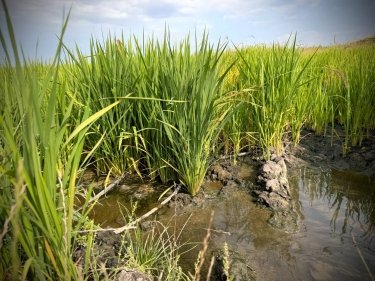 Фото 2 — На Одещині вирощують кукурудзу для попкорну на експорт (ФОТО)