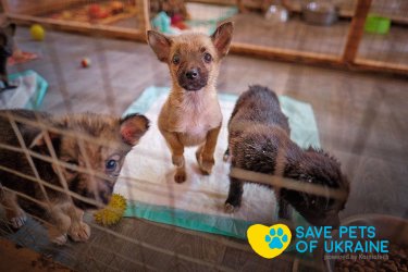 Фото 6 — Save Pets of Ukraine: нагодувати та зігріти чотирилапих у біді