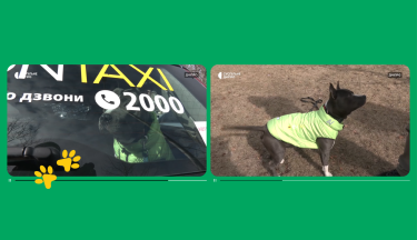 Фото 5 — Як в OnTaxi «влаштували на роботу» пса-водія. Наймиліша історія в ситуативному маркетингу