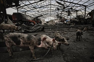 Фото 2 — "З початку війни промисловий сектор втратив уже понад 300 тисяч свиней", - Оксана Юрченко, АСУ
