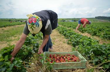 Фото 7 — Как компания Danone выращивает клубнику в Тернопольской области