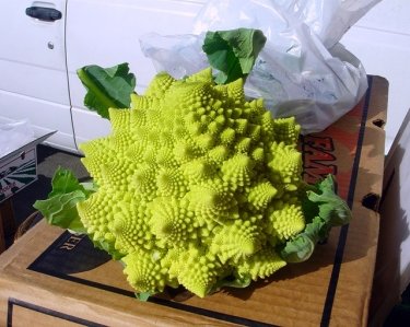 Фото 7 — Самые необычные овощи и фрукты