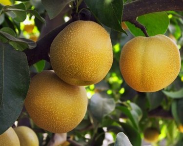 Фото 8 — Самые необычные овощи и фрукты