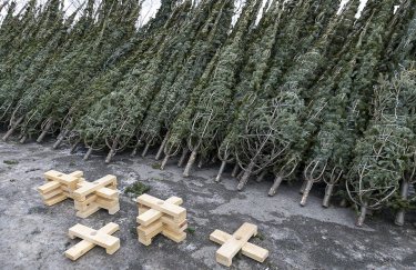 Во сколько украинцам обойдется новогодняя елка