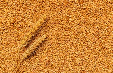 В ЄС немає фінансових можливостей допомогти Україні з транспортуванням зерна