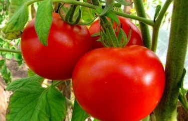 Первые украинские тепличные томаты почти вдвое дороже турецких: какие цены