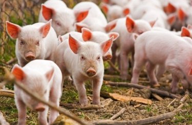 Крупнейший производитель свинины увеличит земельный банк в 2 раза