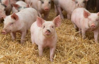 В Днепропетровской области откроют крупную свиноферму