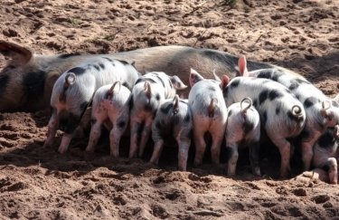 В Украине импорт свинины превысил экспорт в 3 раза