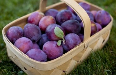 Слива стала найдешевшим сезонним фруктом в Україні