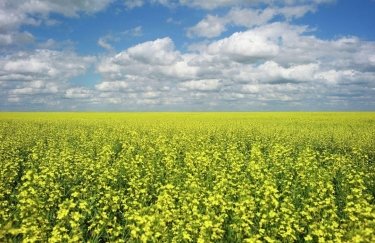 В Украине прогнозируют рекордный урожай и экспорт рапса