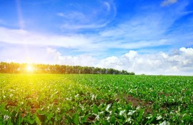 В следующем году в Украине прогнозируется сокращение урожая из-за уменьшения рентабельности производства