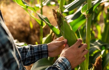 Аналітики прогнозують зменшення урожаю кукурудзи в Україні в новому сезоні