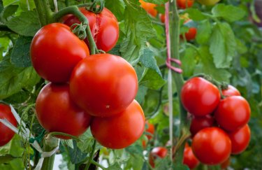 Виробництво українських томатів для переробки скоротиться на 78%