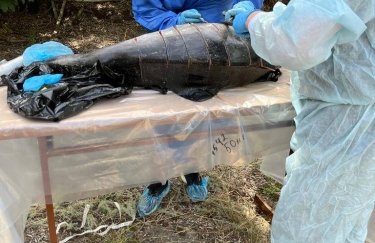 В Одесской области взялись расследовать массовую гибель дельфинов в Черном море в результате вторжения РФ