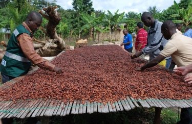 За год цены на какао-бобы выросли на треть