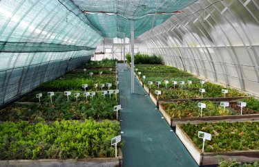 Кабмин утвердил две программы грантов аграриям на создание садов и теплиц на 11 млрд грн