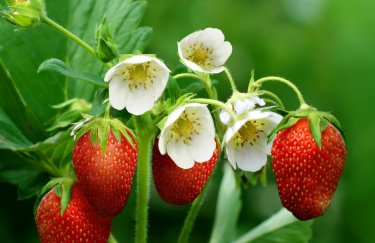 "Кусто Агро" заложит 120 га садов и ягодников