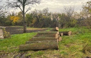 Незаконные порубки деревьев – в Полтавской области будут судить 5 человек и экс-правоохранителя