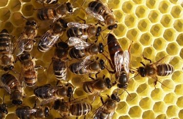 Пчелы. Фото: из открытых источников