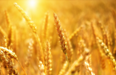 Украина хочет расширить "зерновое соглашение" и продлить его минимум на год