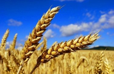 Украина более чем в два раза увеличила экспорт зерновых