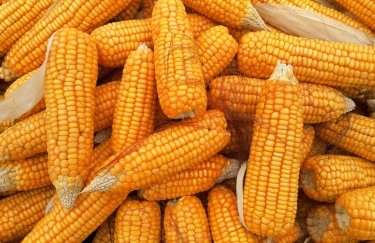 Світові ціни на кукурудзу впали майже до трирічного мінімуму