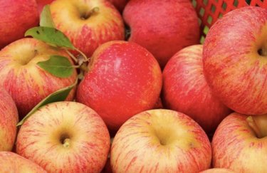 В Украине ожидают около миллиона тонн урожая яблок