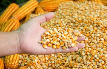 Європейські фермери отримають 56 мільйонів євро через надлишок  українського зерна