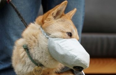Коронавирусом могут болеть и домашние животные. Фото: pikabu.ru