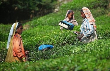 Сбор урожая чая в Индии. Фото: Getty Images
