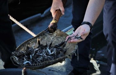 Херсонский завод по разведению рыбы под угрозой полного затопления