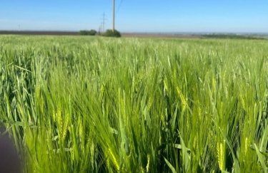 Значну частку насіння виробляють іноземні компанії, Для посівної кампанії 2025 року задекларували 500 тисяч тонн насіння