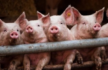 Вспышка АЧС в Украине: за неделю зафиксировали 4 массовых случая чумы свиней
