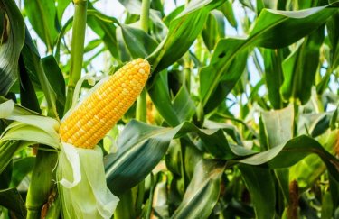 В Україні стрімко зростають ціни на фуражну кукурудзу