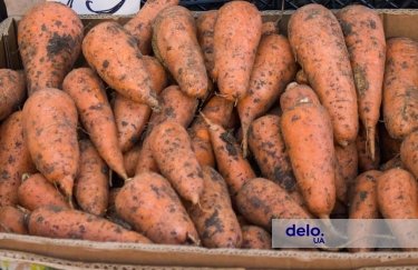 Украинские фермеры снизили цену на морковь