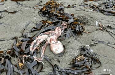 По всему берегу разбросаны тела мертвых океанских животных. Фото: ASTV