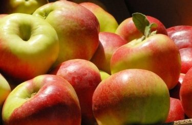 Производители яблок несут убытки из-за войны