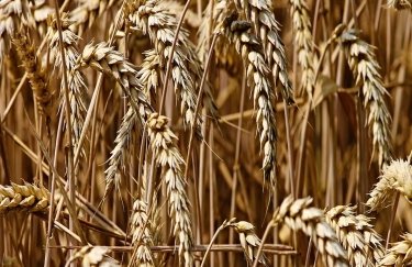 Топ-10 самых доходных зернотрейдеров Украины