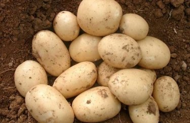 Украина увеличила импорт картофеля в 4 раза