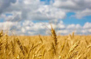 Ціни на пшеницю в Україні можуть зрости через низькі запаси. Фото: Freepik пшениця