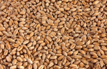 Экс-руководство Центра сертификации семян "вымыло" 9 миллионов гривен на закупке зерна - НАБУ